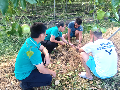 澄迈县中兴镇东岭村百香果基地指导灾后恢复生产工作 (2).jpg