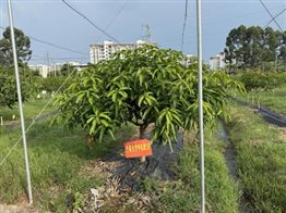 485e7f71d5c71c03e25f86011c0b67a